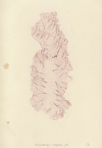 英国海草（自然印刷） 作者 英语学校